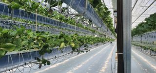 완주 이주열님의 딸기 · 일상 작성글 사진