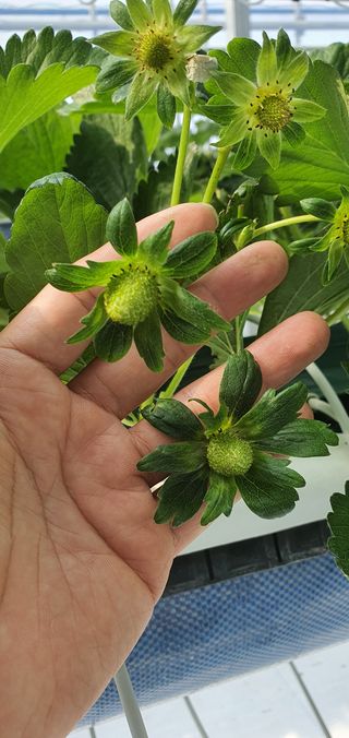 완주 이주열님의 딸기 · 일상 작성글 사진