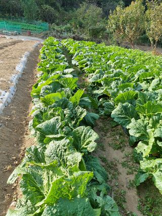 블루베리11175님의 배추 · 일상 작성글 사진