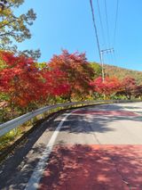 팜모닝 양배추·자유게시판 게시글 이미지