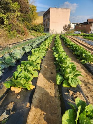HYUN님의 배추 · 일상 작성글 사진