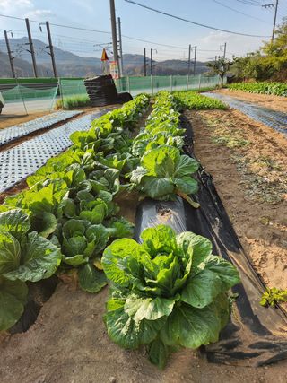 HYUN님의 배추 · 일상 작성글 사진