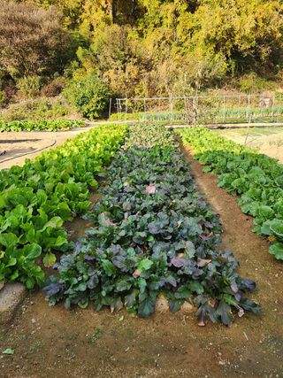 HYUN님의 배추 · 일상 작성글 사진