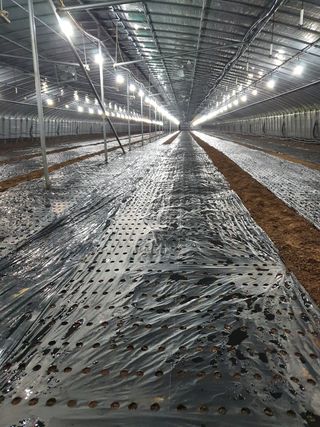 김권수님의 들깨 · 자유게시판 작성글 사진