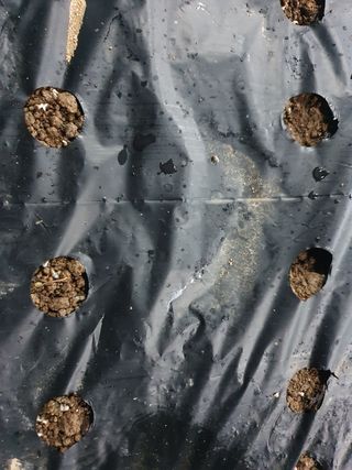 김권수님의 들깨 · 자유게시판 작성글 사진