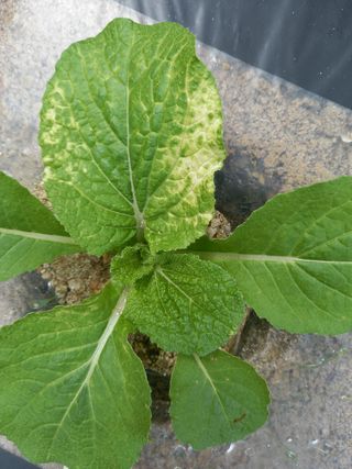 omany님의 배추 · 병해충상담 작성글 사진