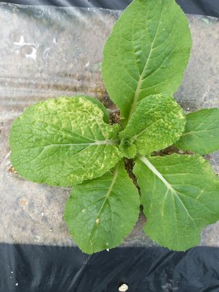 omany님의 배추 · 병해충상담 작성글 사진