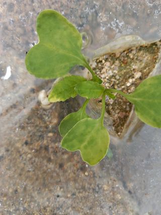 omany님의 배추 · 병해충상담 작성글 사진