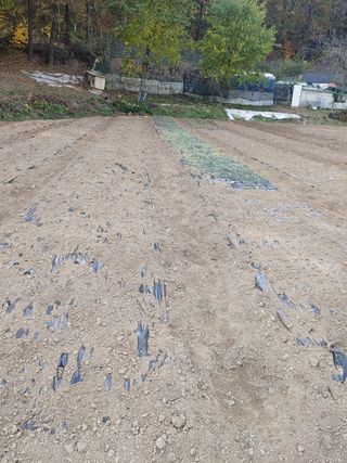 김경희님의 배추 · 일상 작성글 사진