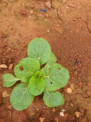 태안님의 기타작물 · 병해충상담 작성글 사진