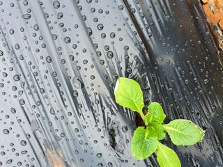 태안님의 기타작물 · 병해충상담 작성글 사진