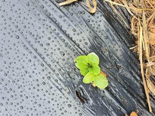 태안님의 기타작물 · 병해충상담 작성글 사진