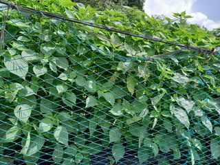 오포님의 들깨 · 병해충상담 작성글 사진