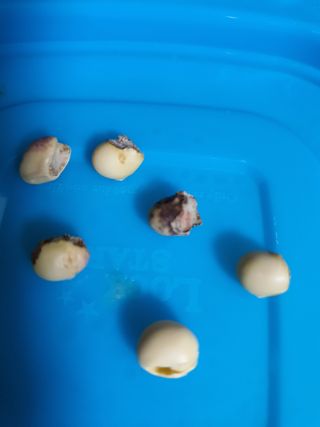 jush님의 콩 · 병해충상담 작성글 사진