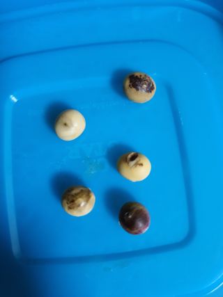 jush님의 콩 · 병해충상담 작성글 사진