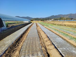 월산 양파님의 마늘 · 일상 작성글 사진