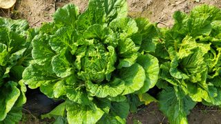 손정아님의 콩 · 자유게시판 작성글 사진