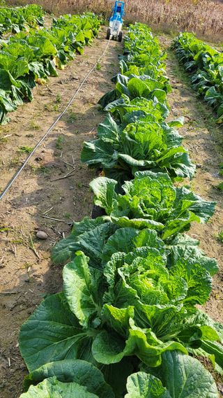 손정아님의 콩 · 자유게시판 작성글 사진