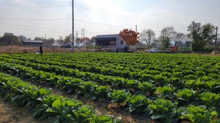 손정아님의 콩 · 자유게시판 작성글 사진