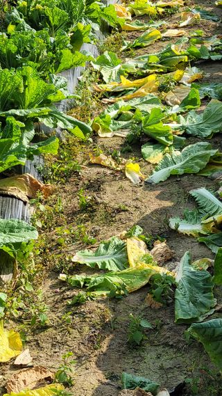 손정아님의 콩 · 자유게시판 작성글 사진