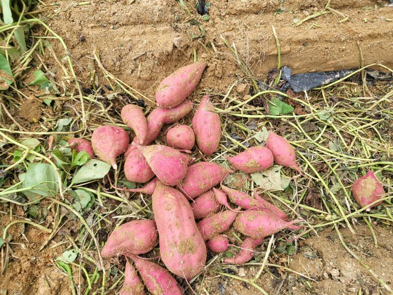 호영님의 장터 판매 상품 [속노란고구마 10키로 28000] 첨부 사진