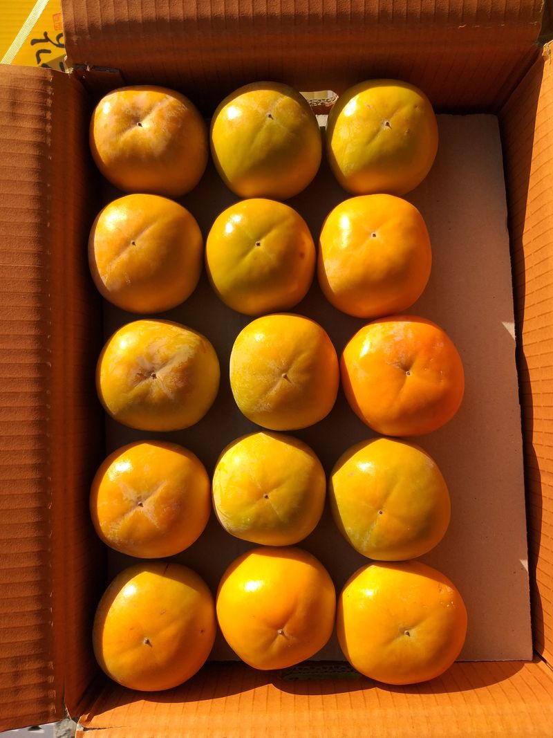 장터 상품 [단감  10키로(단위별)/가격 수정) 10키로] 썸네일