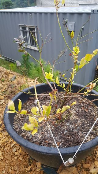 조성대님의 블루베리 · 병해충상담 작성글 사진