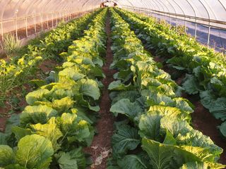 김수실님의 감 · 자유게시판 작성글 사진