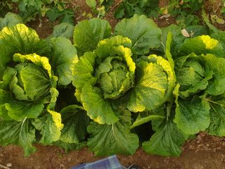 김수실님의 감 · 자유게시판 작성글 사진