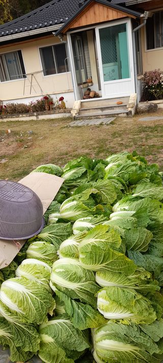 吳宇夏 오솔길오두막님의 양파 · 자유게시판 작성글 사진