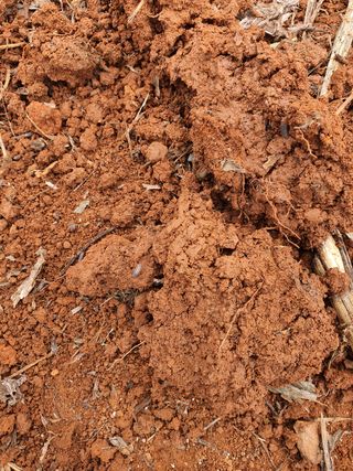 태안님의 옥수수 · 병해충상담 작성글 사진