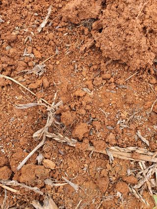 태안님의 옥수수 · 병해충상담 작성글 사진