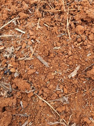 태안님의 옥수수 · 병해충상담 작성글 사진