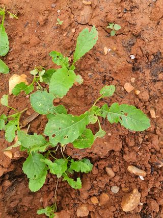태안님의 옥수수 · 병해충상담 작성글 사진