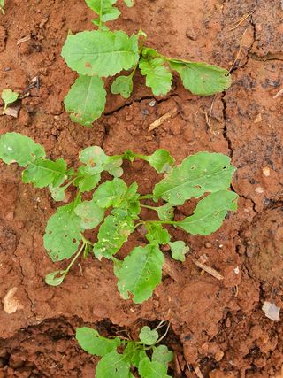 태안님의 옥수수 · 병해충상담 작성글 사진
