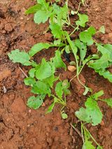 팜모닝 옥수수·병해충상담 게시글 이미지