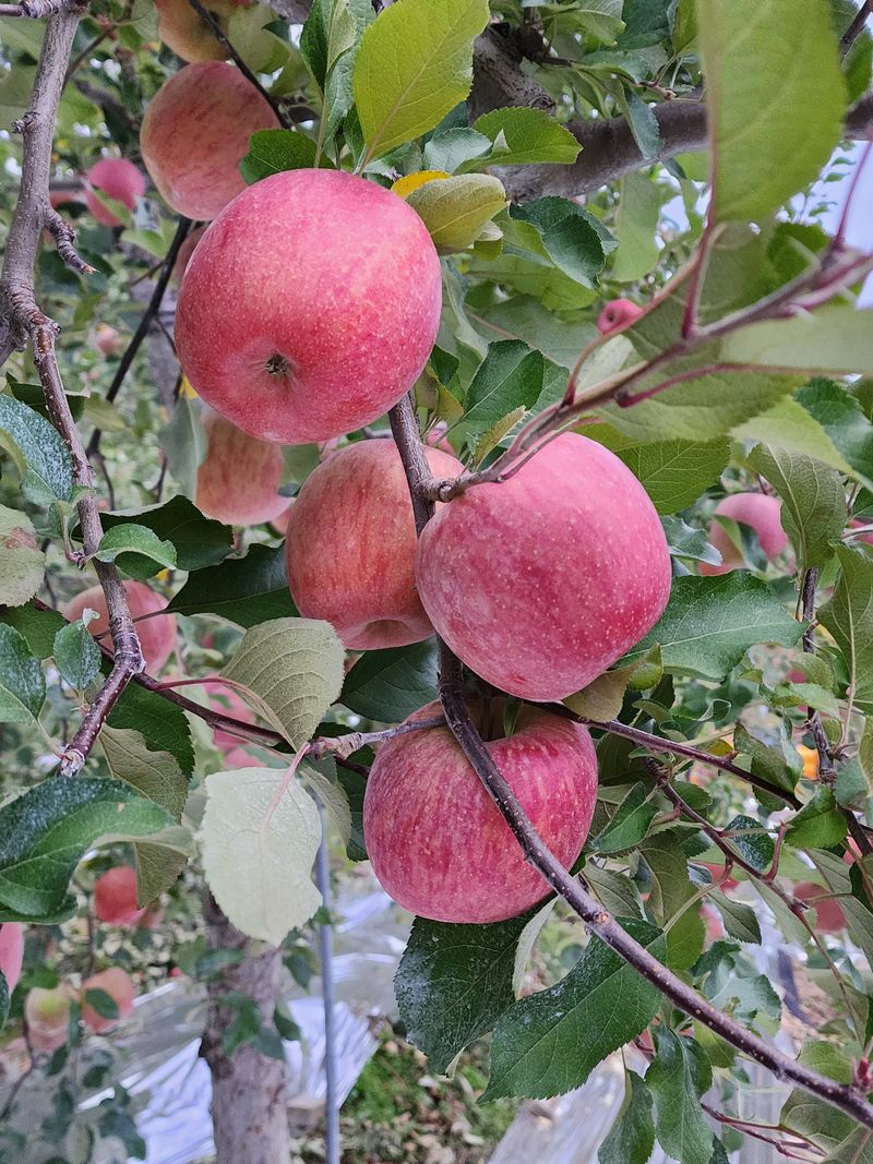 박정수님의 장터 판매 상품 [밀양얼음골사과 ] 첨부 사진