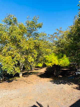 강학도님의 포도 · 자유게시판 작성글 사진