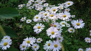 자연과함께 휠링님의 파 · 자유게시판 작성글 사진