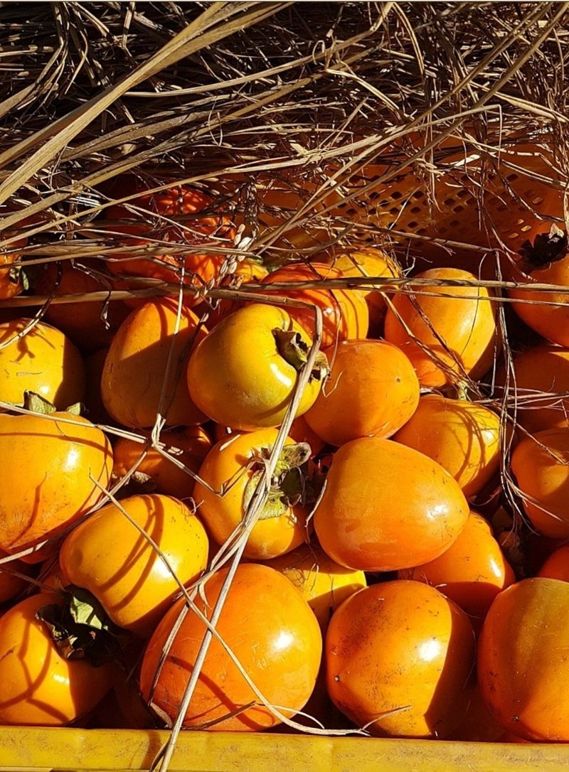 두딸맘님의 장터 판매 상품 [대봉 우린감 5k  23000원] 첨부 사진