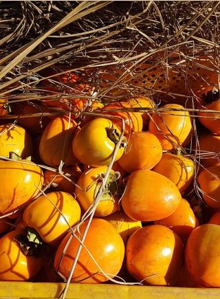 두딸맘님의 작성글 사진