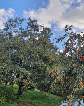 두딸맘님의 작성글 사진