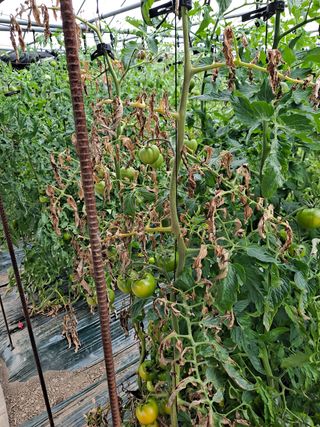 손화익님의 토마토 · 병해충상담 작성글 사진