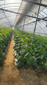 팜모닝 오이·자유게시판 게시글 이미지