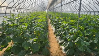 정입분님의 오이 · 자유게시판 작성글 사진