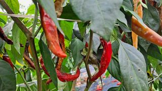 양대석님의 기타작물 · 병해충상담 작성글 사진