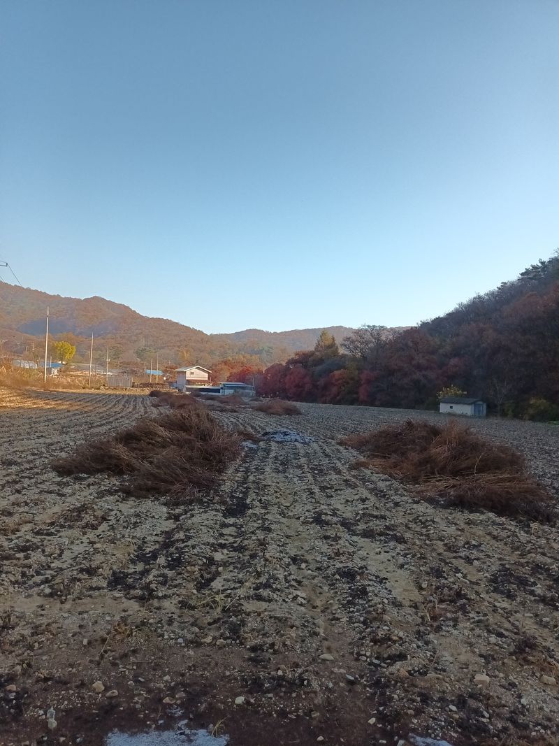 이정민님의 장터 판매 상품 [들깨 80000] 첨부 사진