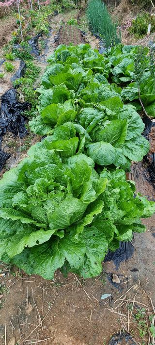 전세현님의 사과 · 일상 작성글 사진