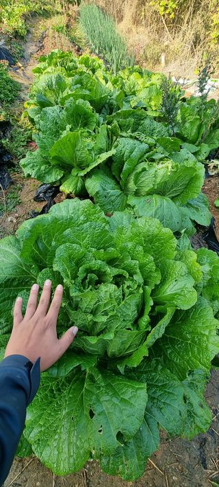 전세현님의 사과 · 일상 작성글 사진