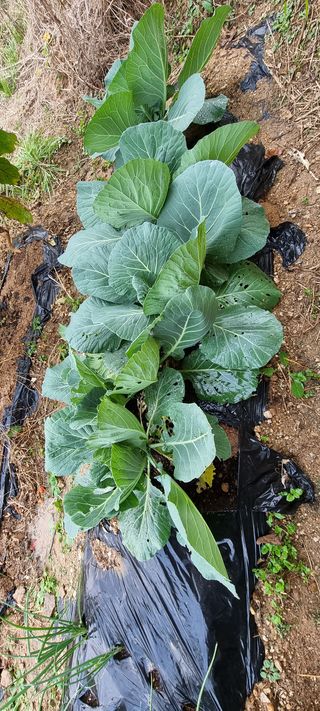 전세현님의 사과 · 일상 작성글 사진